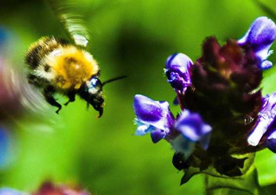 花蜂科技有限公司 花蜂怎么食用方法