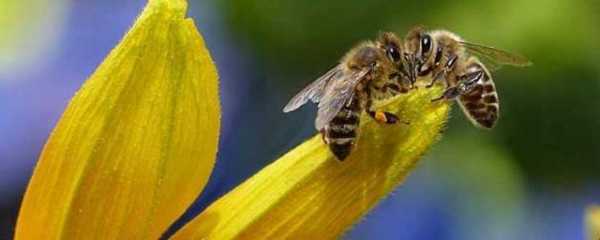  花粉浆蜜蜂不爱吃怎么办「花粉浆蜜蜂不爱吃怎么办视频」