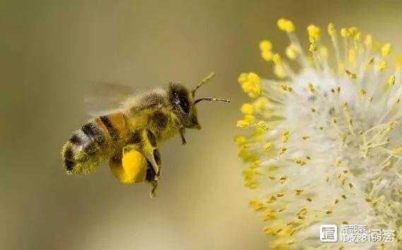  花粉浆蜜蜂不爱吃怎么办「花粉浆蜜蜂不爱吃怎么办视频」