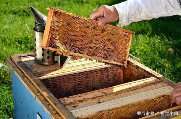 初学养蜂的注意事项