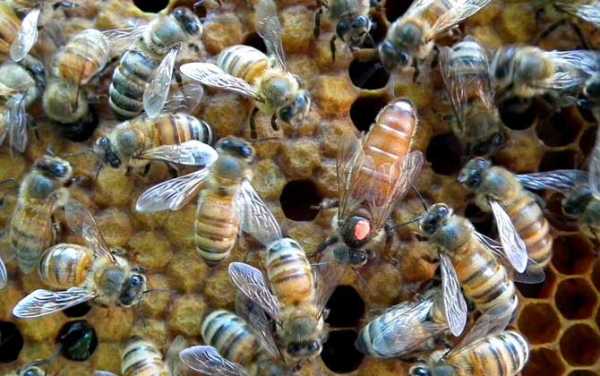 怎么让两群蜜蜂气味混合（怎么让蜜蜂变强群）