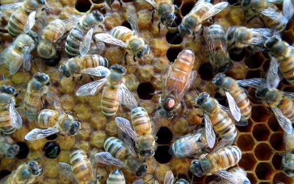 为什么工蜂不能产生后代 为什么蜂群里工蜂有的超大