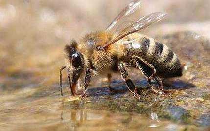 为什么工蜂不能产生后代 为什么蜂群里工蜂有的超大