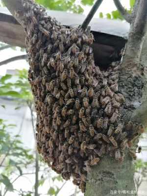 树上的野蜜蜂怎么收下来养?-野生蜂在树上怎么收捕