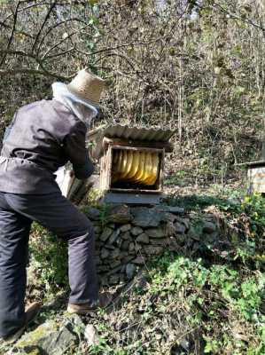 收割蜂蜜时怎么用烟熏_收割的蜂蜜怎么弄