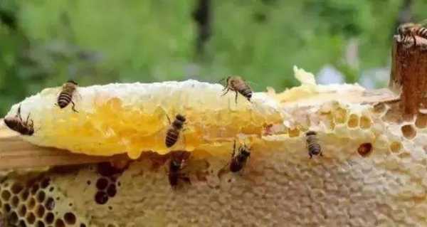 蜜蜂的疗效-蜜蜂的蜂蜜治什么病
