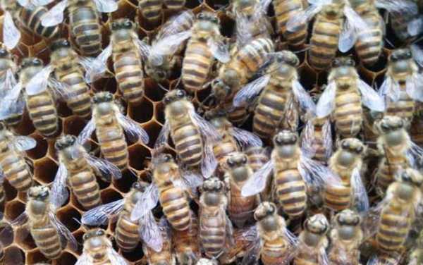 养蜂种类