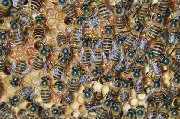 意蜂哪个品种个体最大