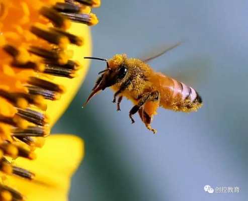 蜜蜂怎么样的飞来飞去 蜜蜂怎么样的飞