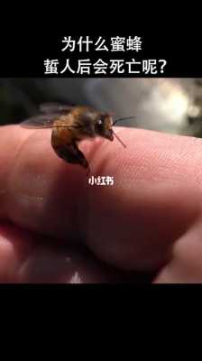 蜜蜂爬身上为什么会死-蜜蜂爬身上为什么