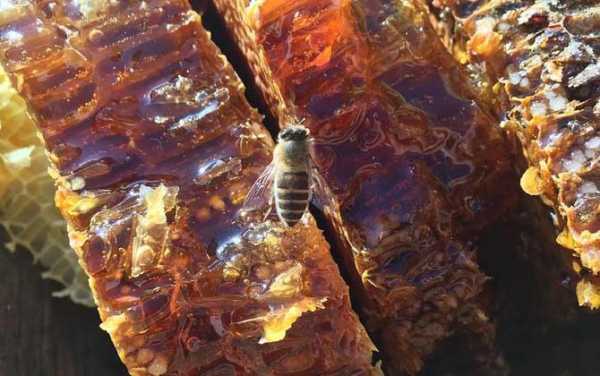 带蜂蛹的蜂巢蜜怎么吃,带蜂蛹的蜂巢蜜怎么吃的 