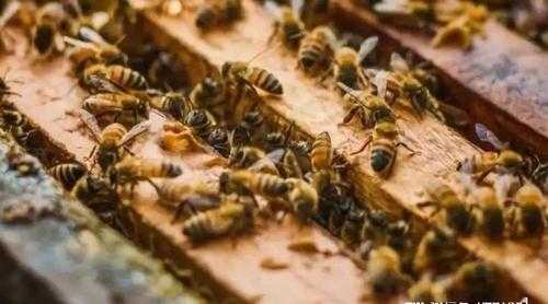 什么是适龄越冬蜂,越冬蜂群管理 