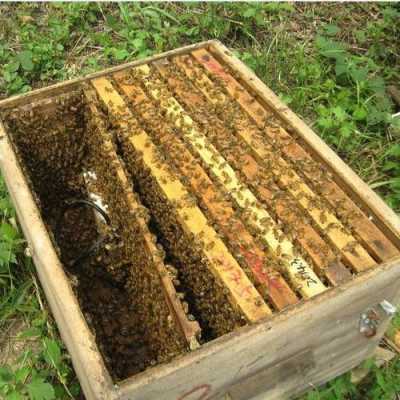  怎么一箱蜜蜂工蜂有大小「一蜂箱蜜蜂可以产多少蜜」