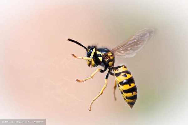 怎么分辨蜜蜂的种类-怎么辨别蜜蜂种类