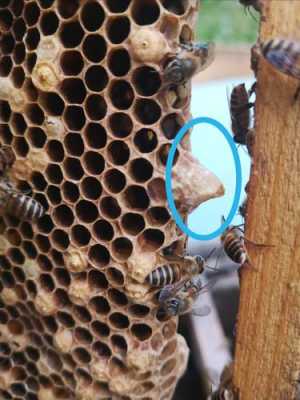 蜜蜂的王台是什么样