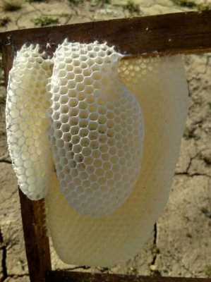 蜜蜂的巢是什么做的,怎么做的-蜜蜂的巢有什么用处吗