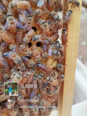 蜜蜂双色蜂王怎么培育