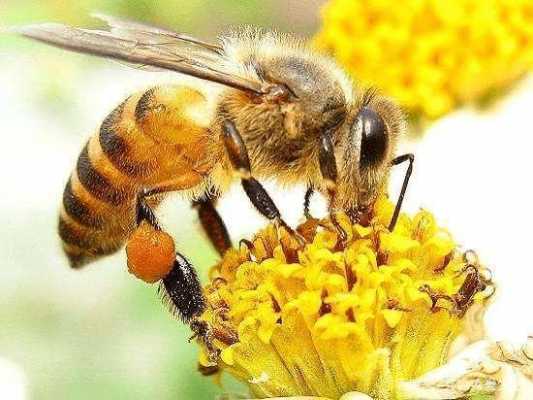 蜜蜂的仔有什么营养,蜜蜂有什么营养? 