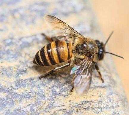  蜂最怕什么会跑「蜂子怕什么动物」
