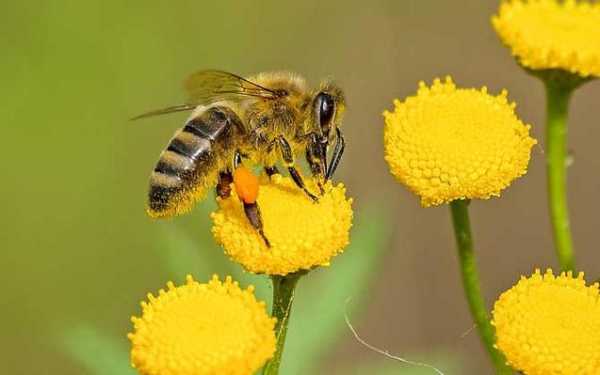 什么的蜜蜂,什么的蜜蜂有保存食物的独门秘籍 