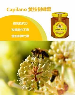 桉树蜂蜜有什么作用-澳洲桉树蜂蜜怎么吃