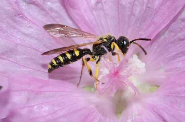 怎么辨别蜜蜂有没有毒