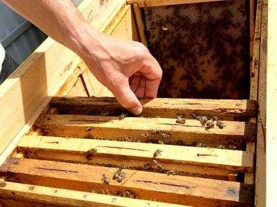 蜜蜂从蜂箱里跑了怎么回事-蜜蜂到蜂箱里盗蜜怎么办