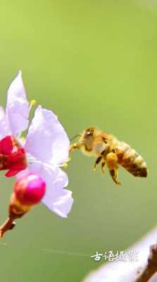 蜜蜂在什么季节才下蜜,蜜蜂在什么季节才下蜜虫 