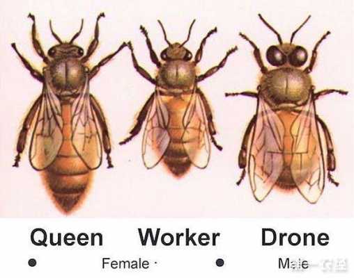  蜜蜂怎么分几代子「蜜蜂分雄雌还是公母」