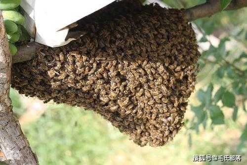 什么月份蜂子多,什么季节分蜂多 