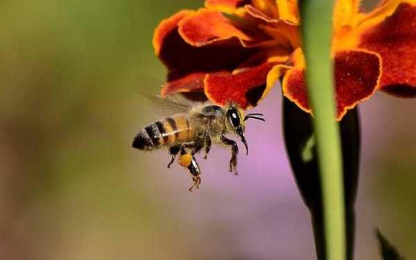  秋季蜂群有糖为什么飞逃「为什么秋天蜜蜂特别多」