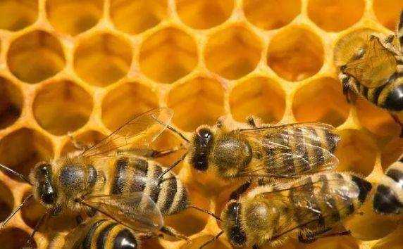蜜蜂怎么咬蜜盖,蜜蜂怎么咬蜜盖视频 