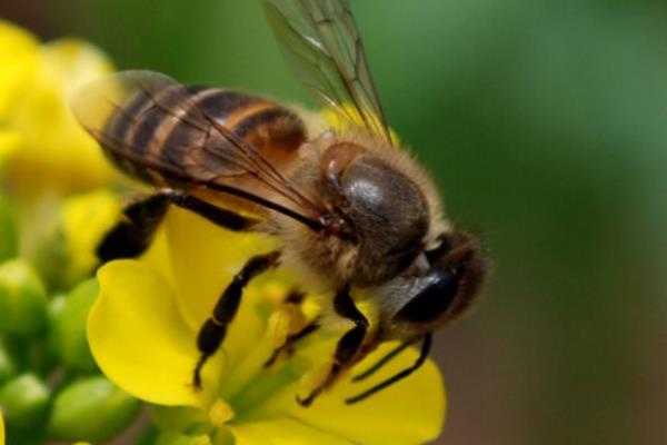 蜜蜂有什么特殊功能