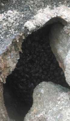 怎么从山洞里熏出中蜂（如何从山洞引出蜜蜂）