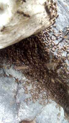  晚上怎么收土洞中的野密蜂「晚上怎么收野蜜蜂」
