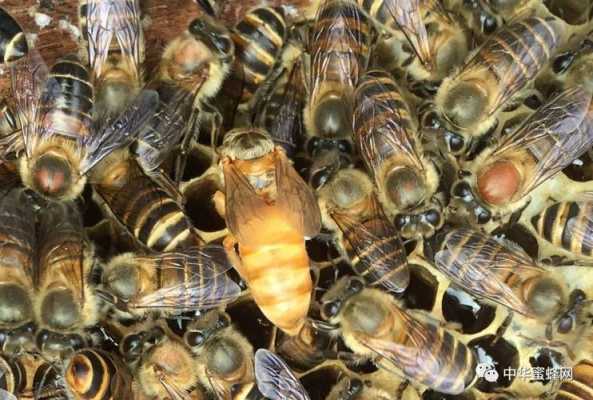 中蜂怎么样控制分蜂视频_中蜂分蜂方法