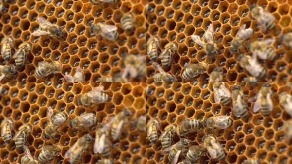 蜜蜂怎么储存