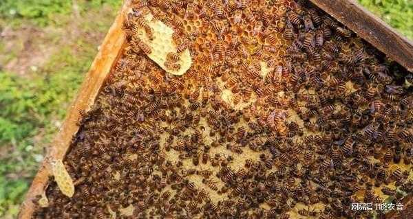  中蜂用什么零星蜜源「中蜂最好的蜜源植物有哪些」