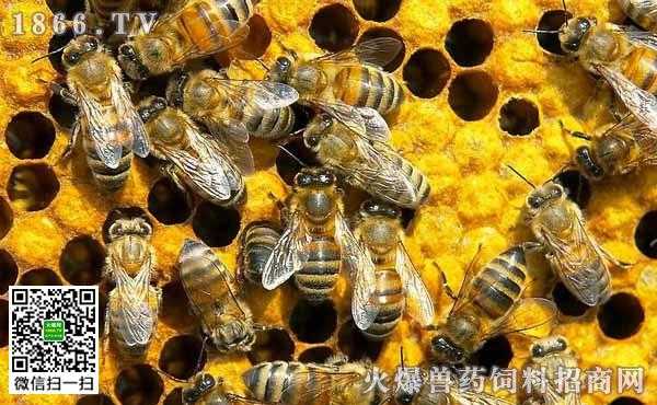 蜜蜂疾病-蜜蜂得了病怎么治