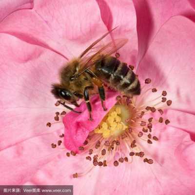 蜜蜂为什么要给花授粉