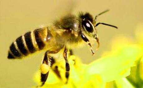蜜蜂中毒的症状是什么样的,蜜蜂中毒的治疗方法 
