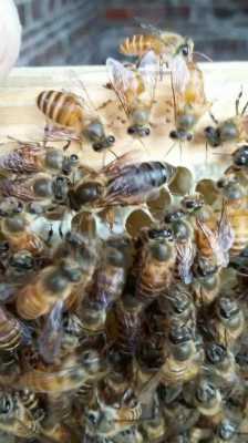 什么品种蜂王能维持强群吗