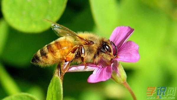 春天的蜜蜂下一句歇后语 春天的蜂蜜是什么样的