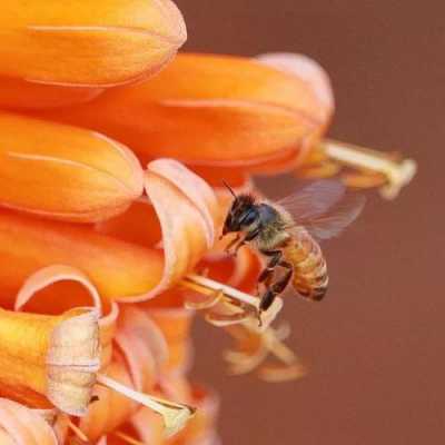 小蜜蜂怎么采花蜜_小蜜蜂采花蜜一年级数学题