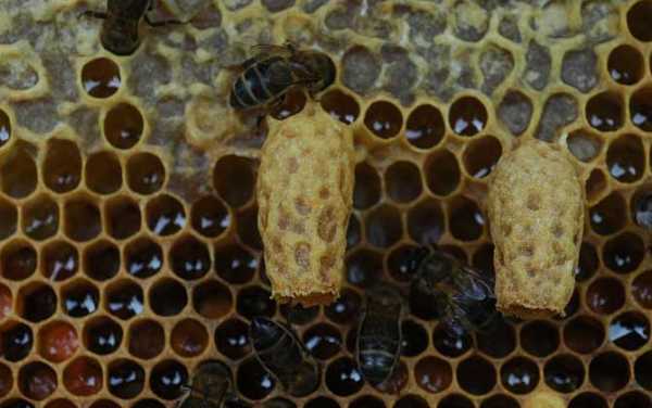 怎么培育蜜蜂王产卵 怎么培育蜜蜂王