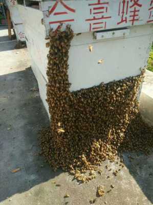  糖蜂什么养「糖蜂种类」