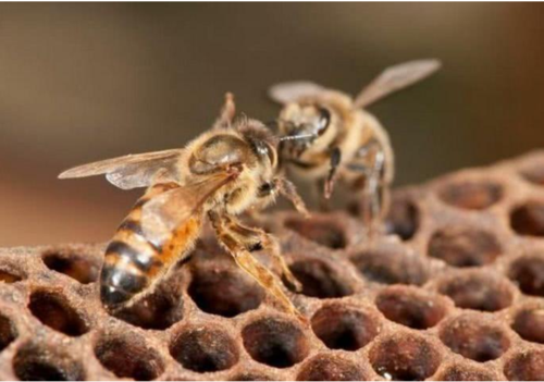 蜜蜂有肠胃吗-蜜蜂得了肠胃病怎么处理