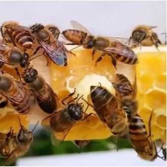 为什么蜜多了蜜蜂不产子