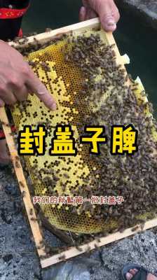 蜜蜂脾怎么保存-蜜蜂箱脾怎么放