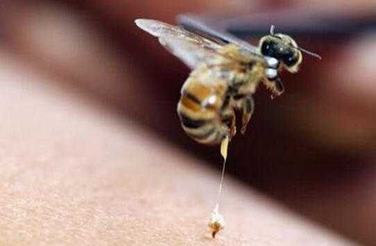  中蜂毒有什么功效「中蜂蜂毒有什么效果」